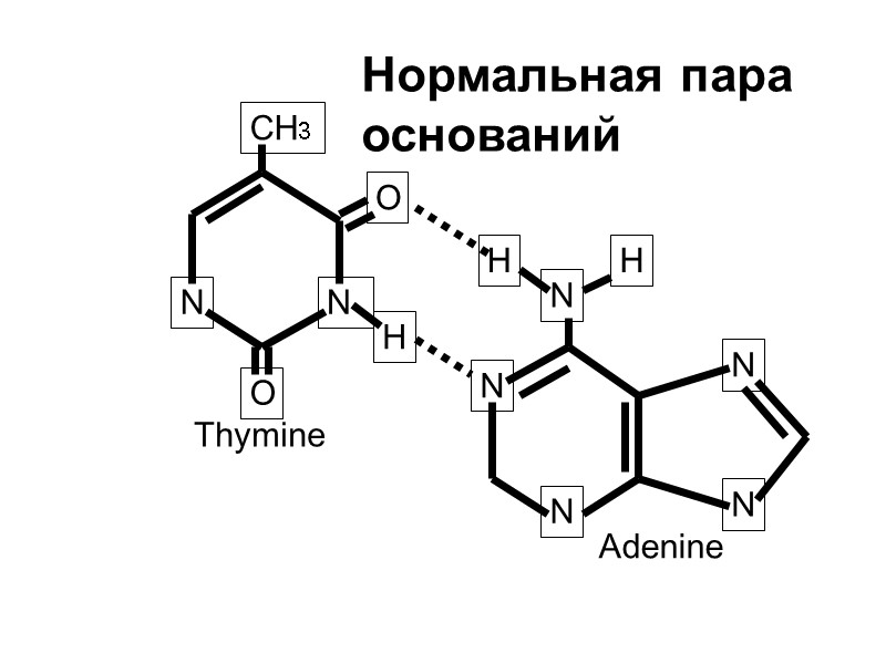 N N CH3 O O H N N N H H N N Thymine